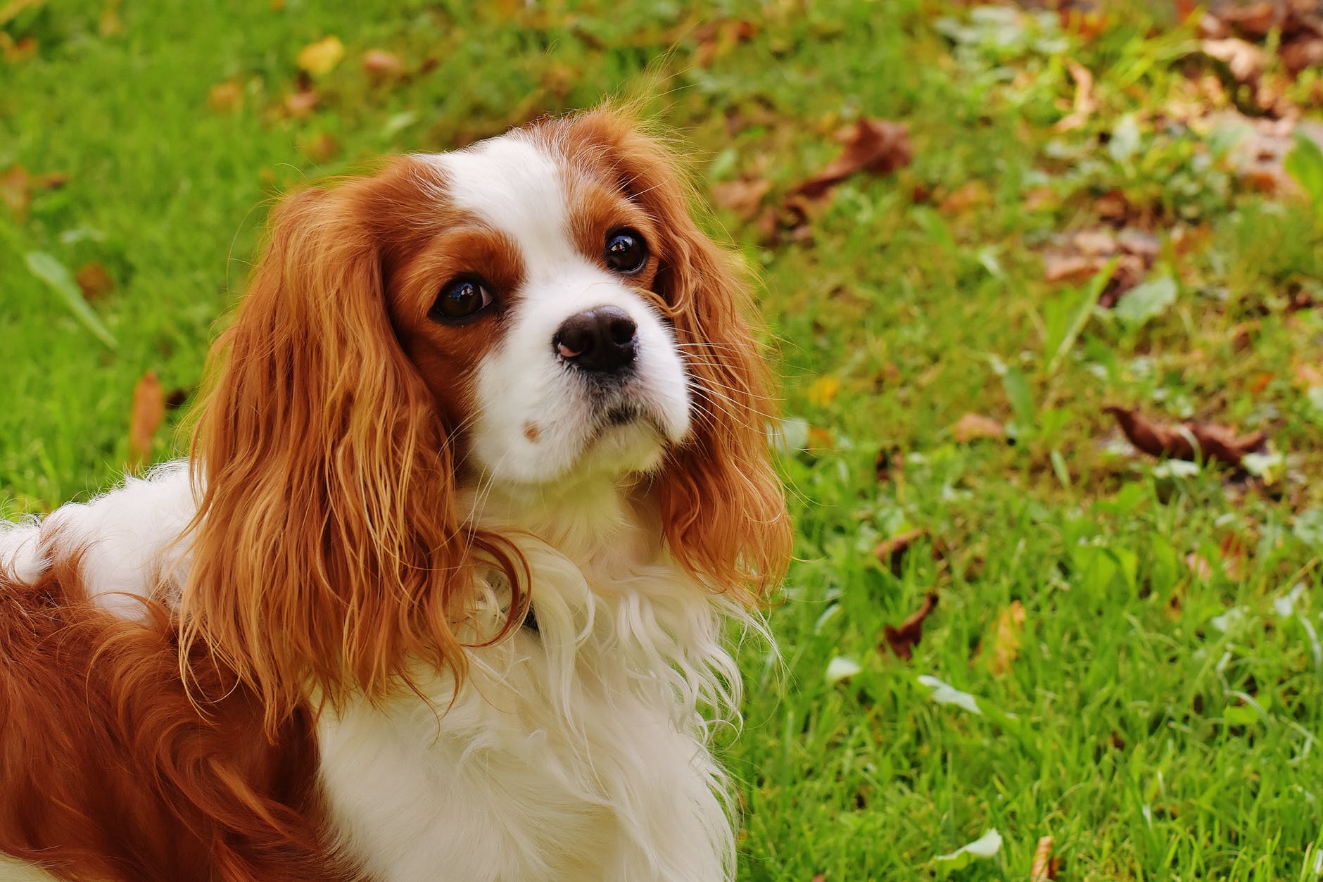 dog-cavalier-king-charles-spaniel-funny-pet-162193.jpeg