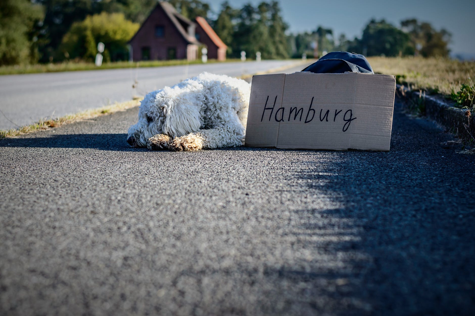white long coat dog lying on highway