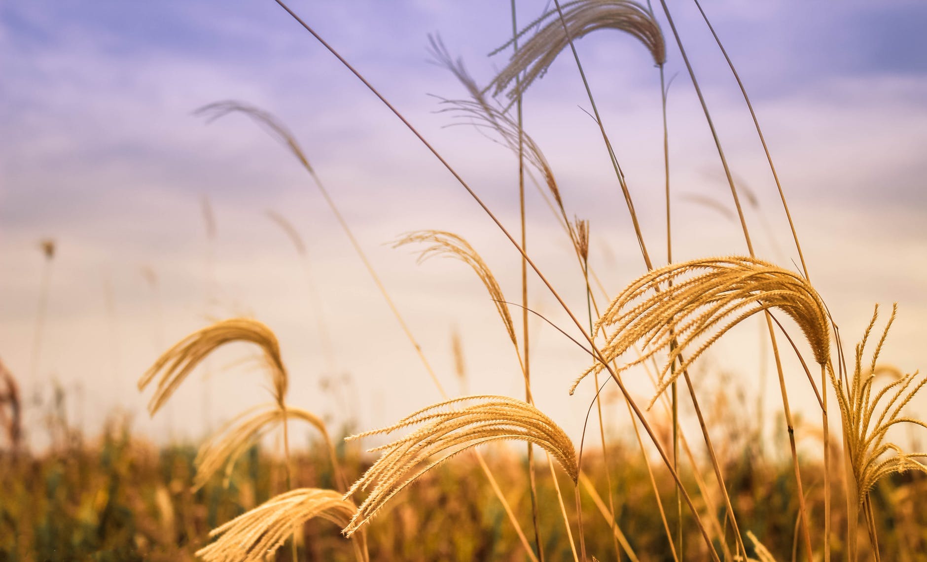 agriculture barley close up crop