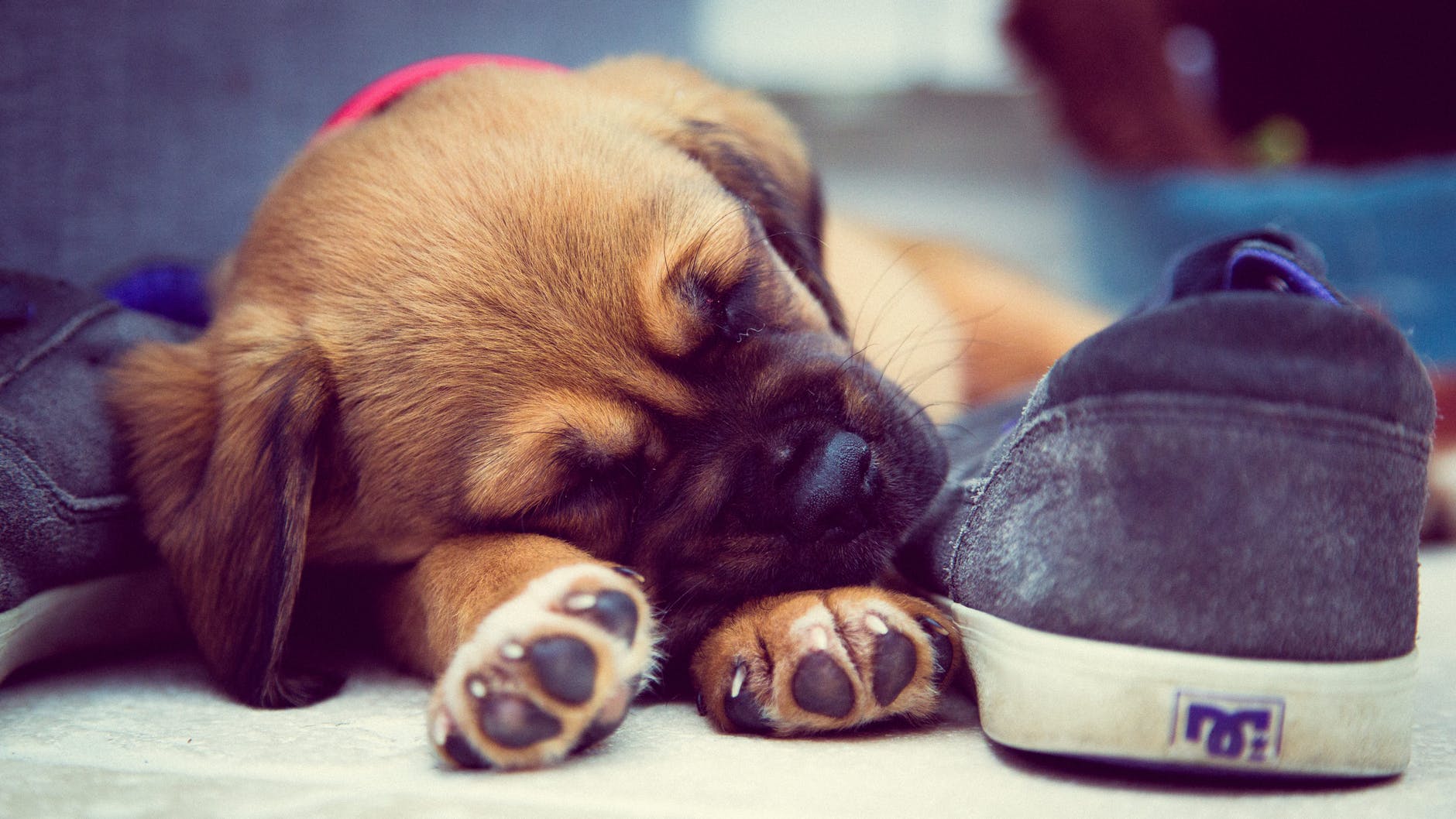 short coated brown puppy sleeping beside grey dc skate shoe