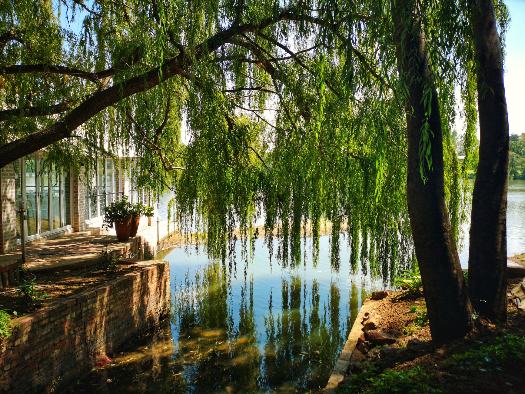 calm body of water under green leaf tree