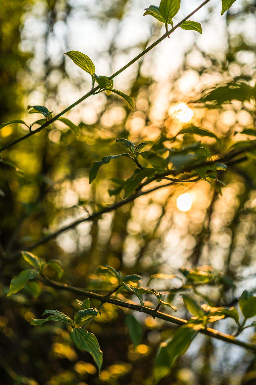 close up photo of green leaves