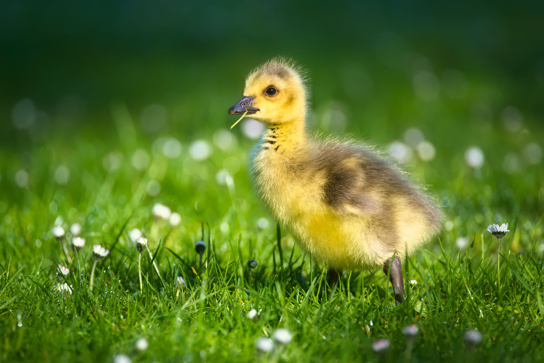 animal animal world close up duckling