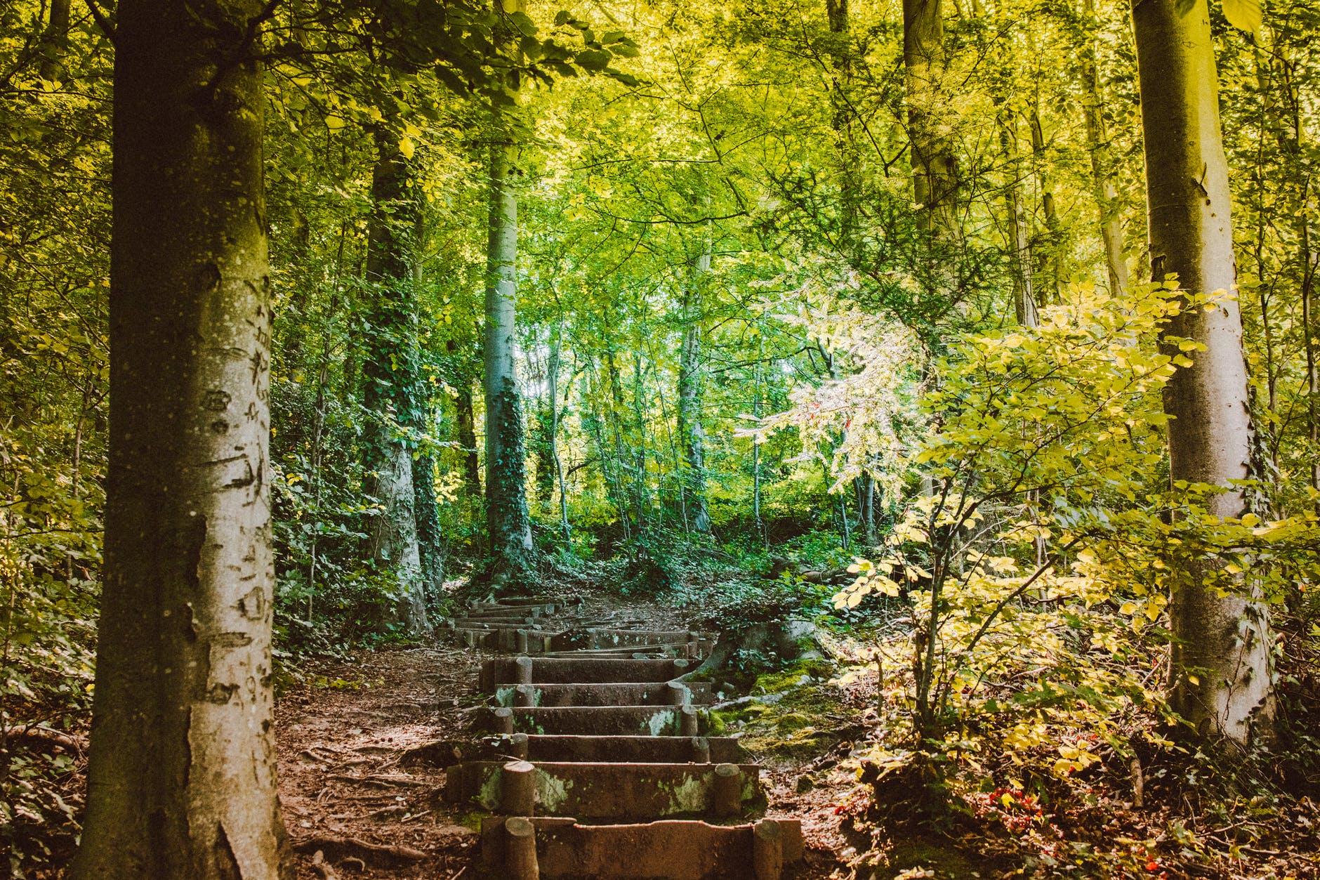 forest with concrete steps