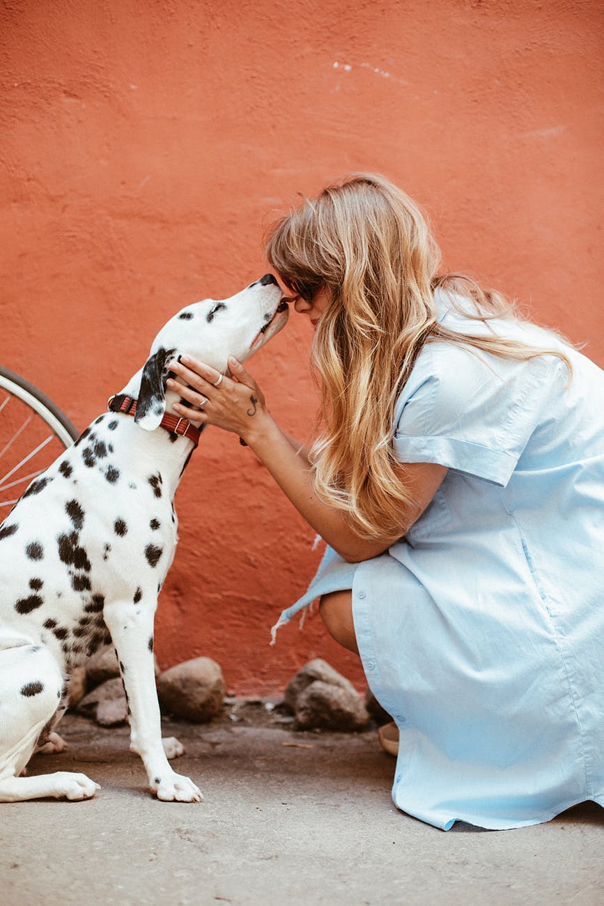 adult black and white dalmatian licking face of woman