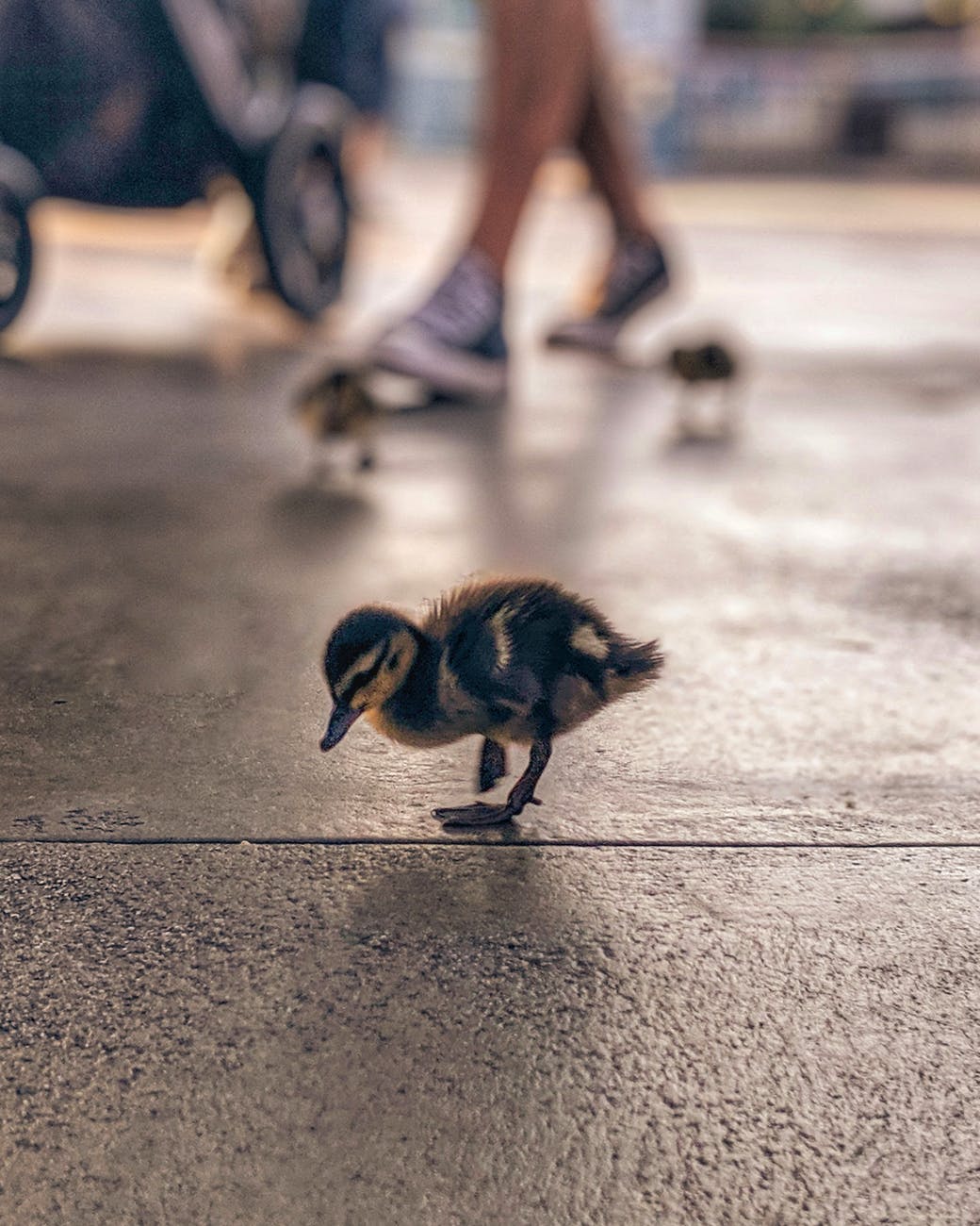 black and brown duckling on concrete floor