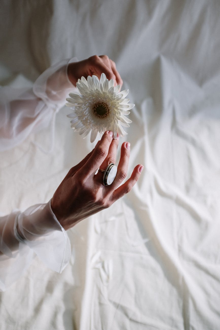 person holding white dandelion flower
