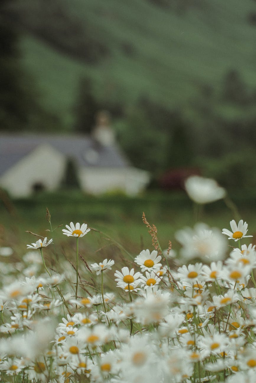 close up photo of white flowers
